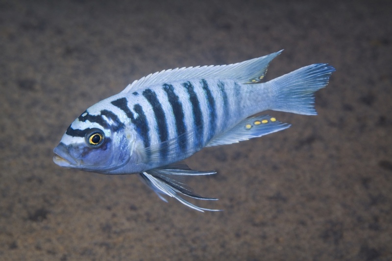 Maylandia zebra 'Tsano Rock'